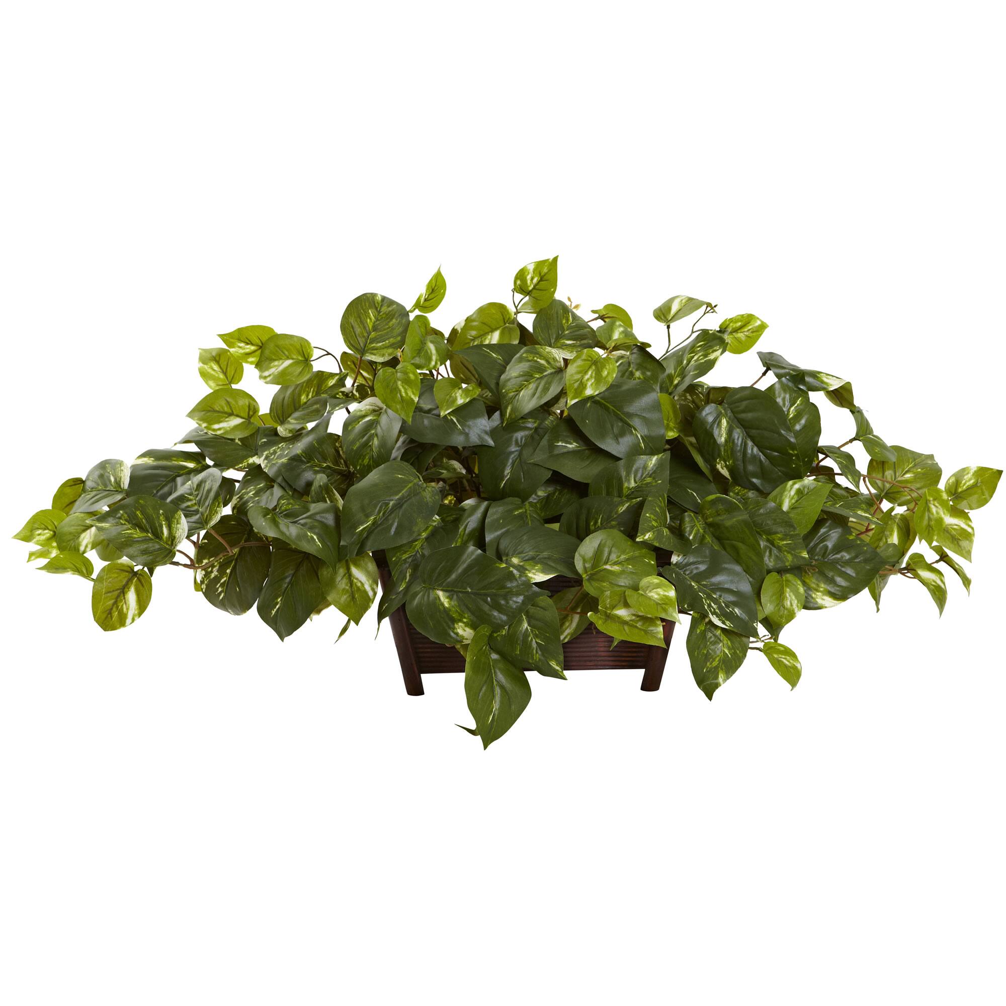 16" Pothos In Rectangle Decorative Planter